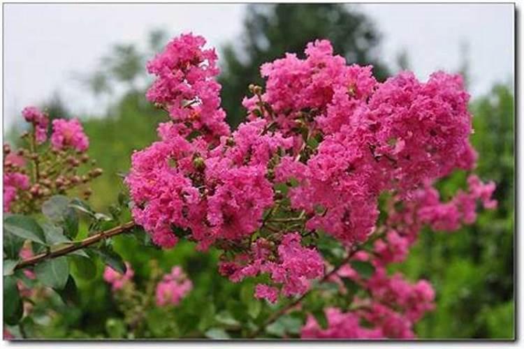 紫薇花能吃吗，怎样种植紫薇花？