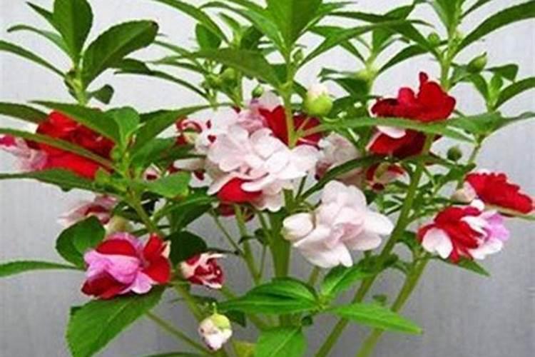 洋凤仙花的栽培技术要点