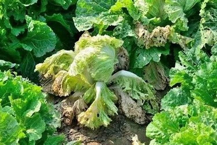 生菜烂根的原因主要有？