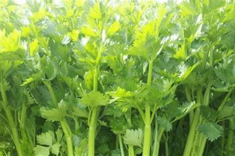 芹菜露天的什么时候种植？