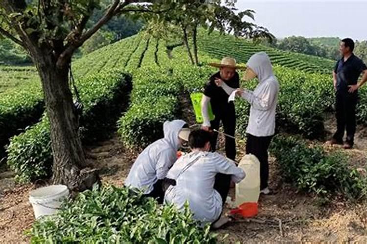 绿色守护：茶园用药防药害策略全解析