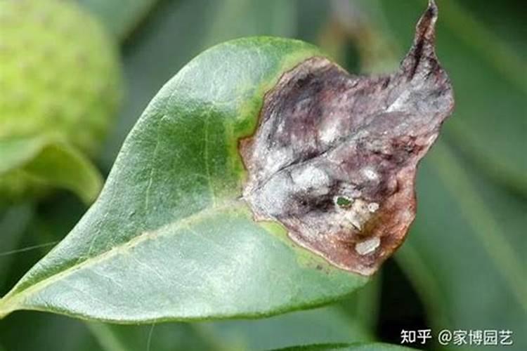 花草养殖过程种的病虫害怎么处理？