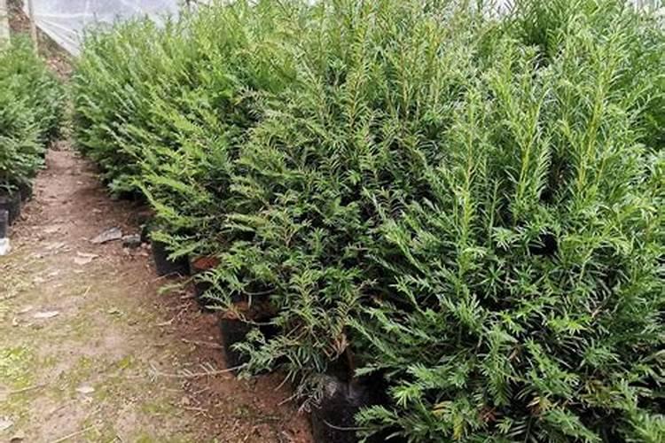 生命之光：抗癌植物杂交红豆杉的快繁技术揭秘