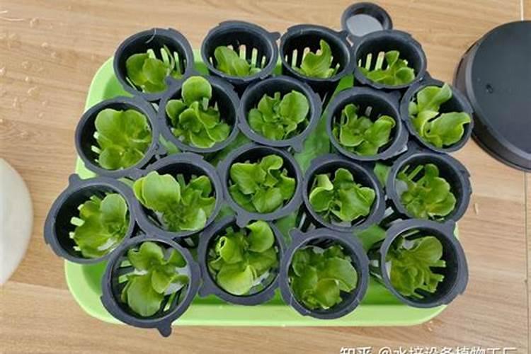 意大利生菜的种植方法和时间,适合什么季节种