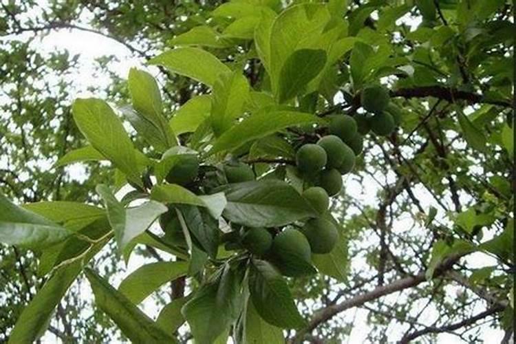 李子树用哪种钾肥比较好？
