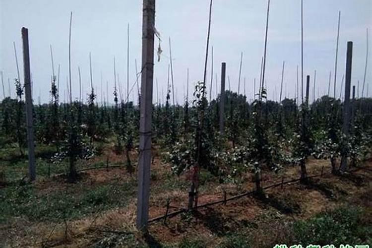 苹果幼树提早结果的措施