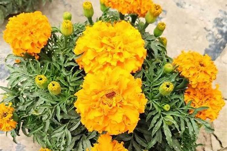 绽放生命的火花：万寿菊种植全攻略