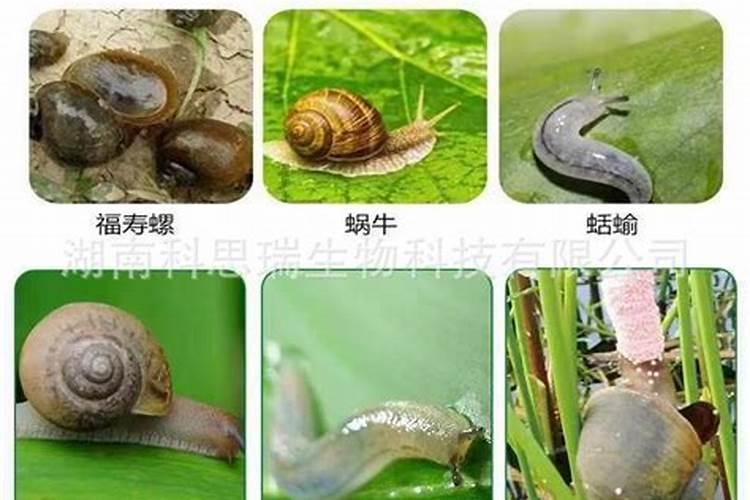 水稻上发生福寿螺危害采用杀螺胺效果怎么样？