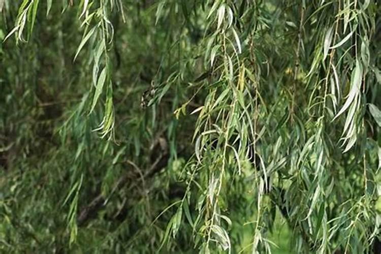 垂柳怎么种垂柳种植注意事项
