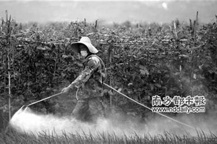隐形杀手：高毒农药的危害触目惊心