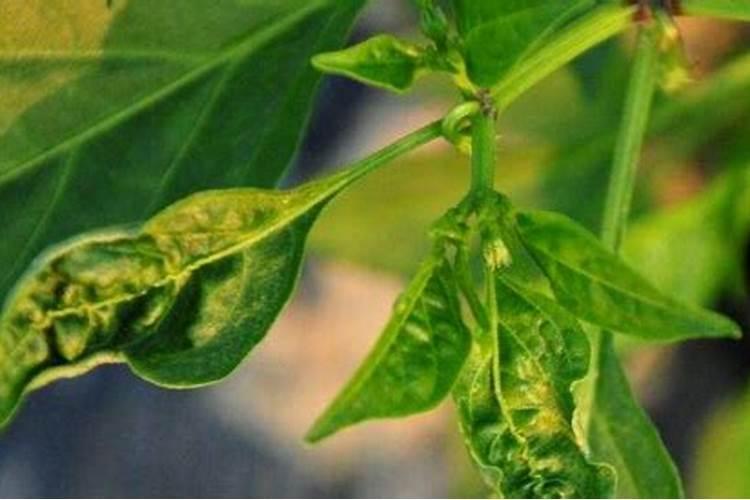 辣椒茶黄螨防治攻略——守护您的丰收希望