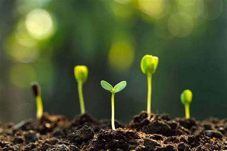 守护绿色健康：蔬菜用药六注意