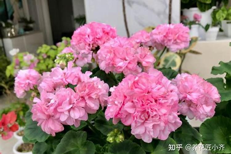 天竺葵开花的时候需要施肥吗？你怎么看？