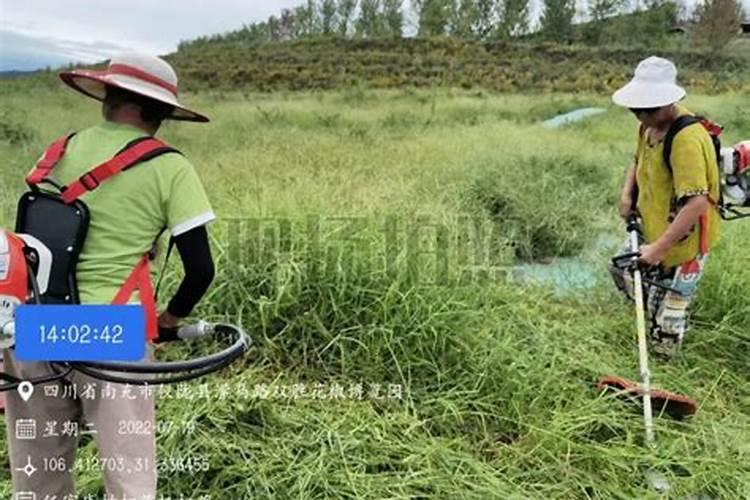 夏季花椒园的守护者：精细管理技术揭秘