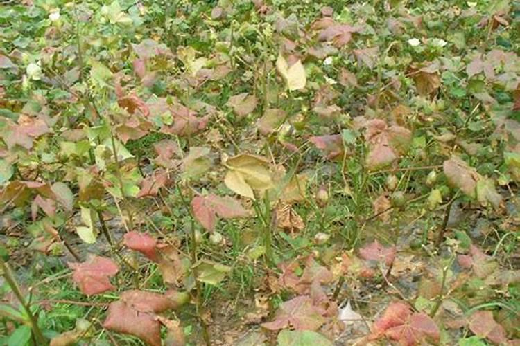 红叶茎枯病防治：守护棉花健康的关键策略