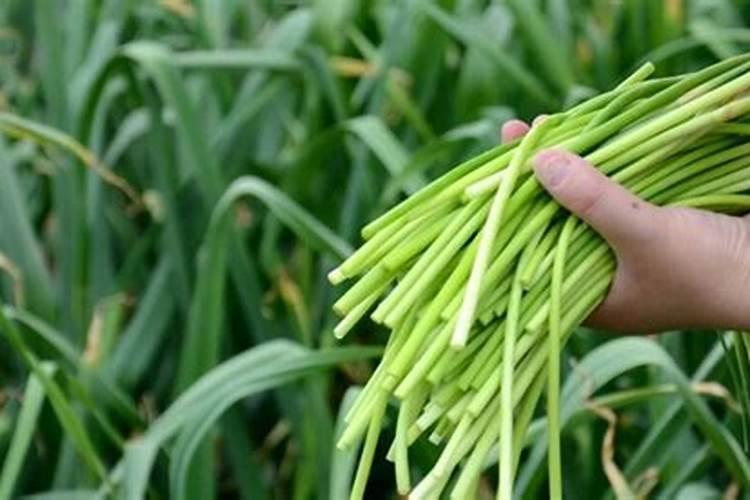 大蒜长两个蒜苔什么原因？