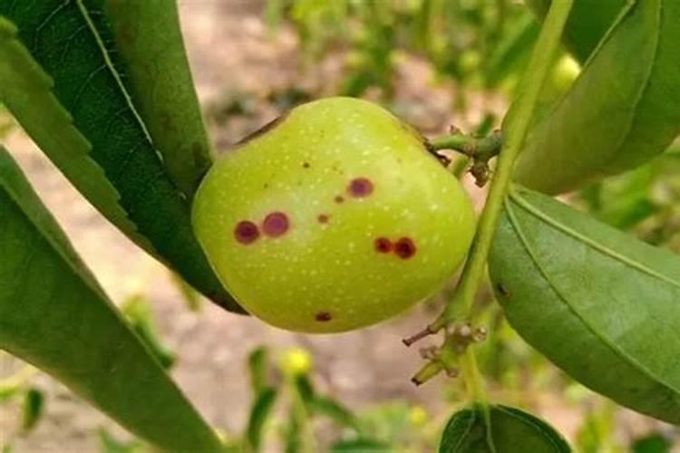 冬枣斑点病的防治方法？