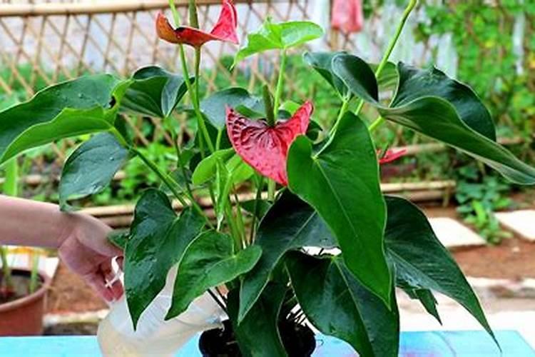 花卉红掌的养殖方法有什么(养护红掌的注意事项)
