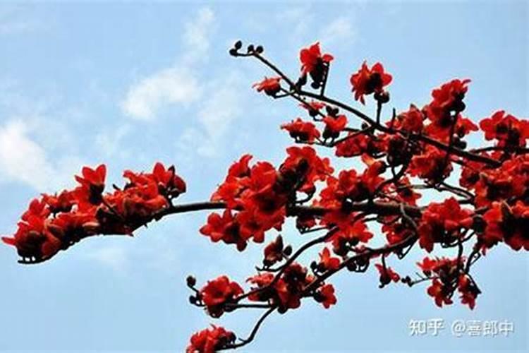 求,关于木棉花的一切