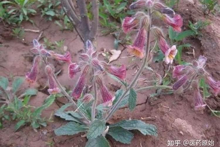 小麦整块地黄是什么病？