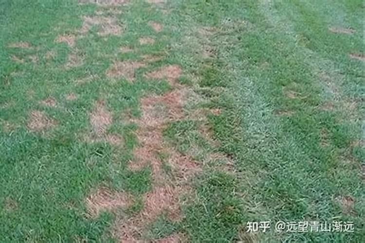 夏季草坪易发生这三大病害？两步教你轻松防治！