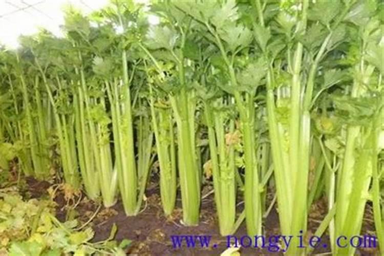 秋冬温室芹菜空心是什么原因？