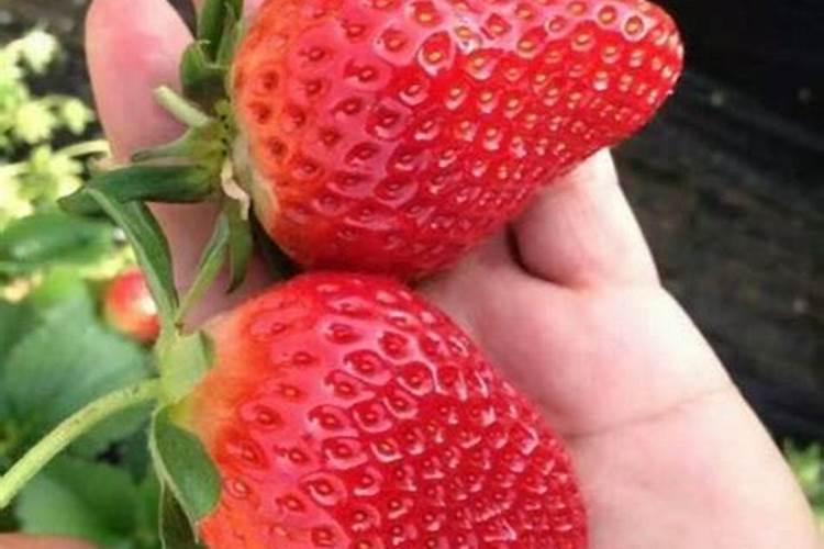 草莓苗种植全攻略：从选种到收获，掌握每一步确保甜脆果实