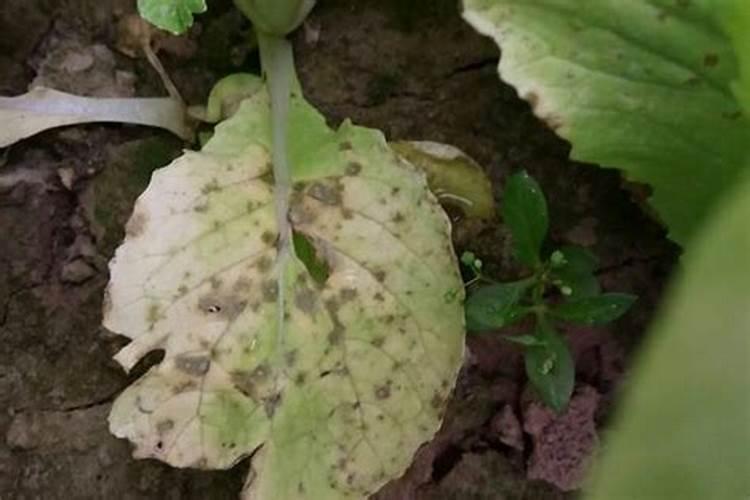 菜心病虫害防治措施