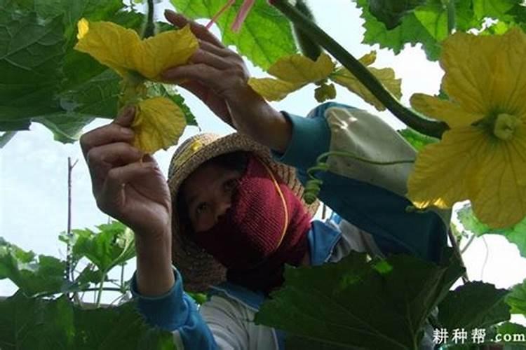 冬瓜栽培的艺术：策略与技巧防止落花落果
