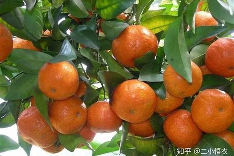 结果多砂糖桔树要早施重施采前肥：确保丰收的关键步骤？