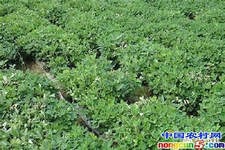 沙土地种植花生,如何管理才能提高产量？