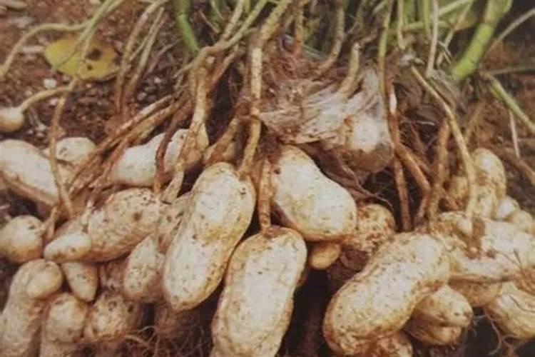 种花生饱果成熟期“四喷一排”促高产,分别是什么呢？