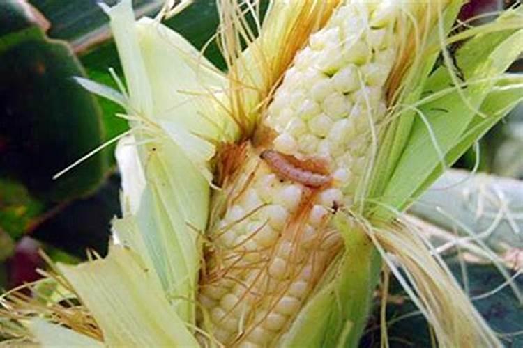 鲜食玉米玉米螟无化害防治技术