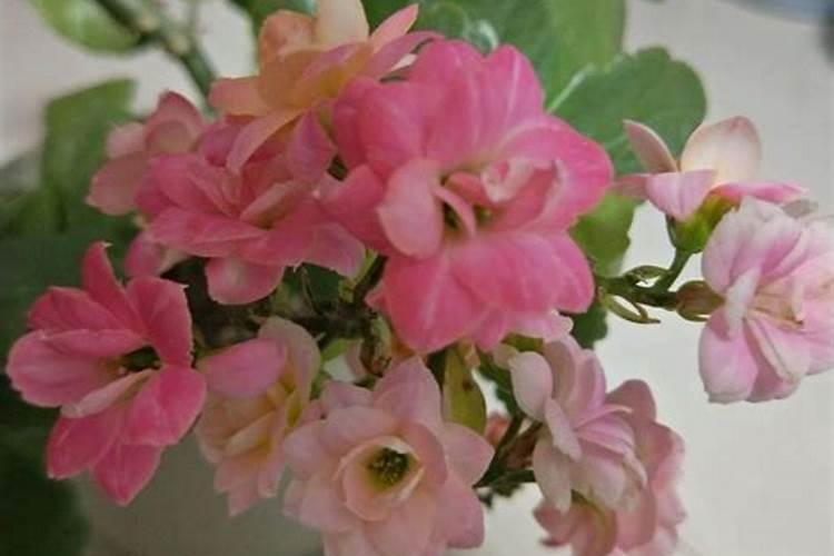 长寿花叶子蔫了怎么办