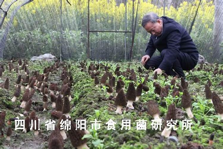 食用菌栽培技术要领