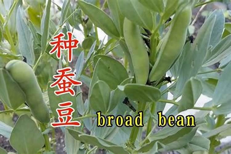 掌握时机，收获蚕豆——了解本地种植蚕豆的最佳时间