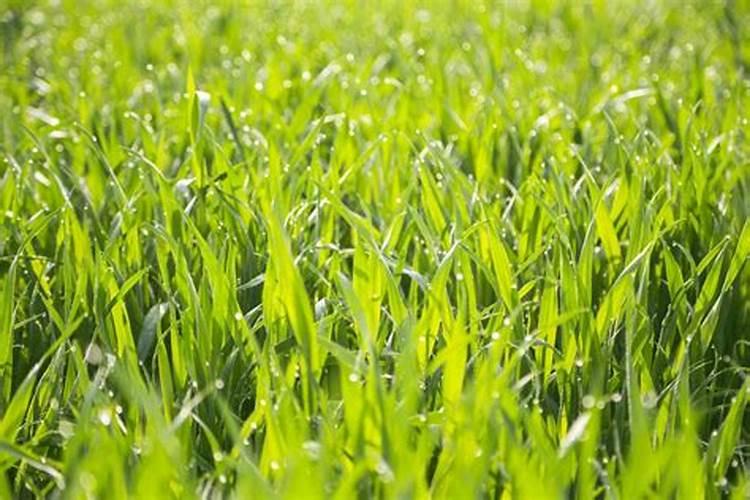 守护金色希望：四大战略要点消灭小麦害虫