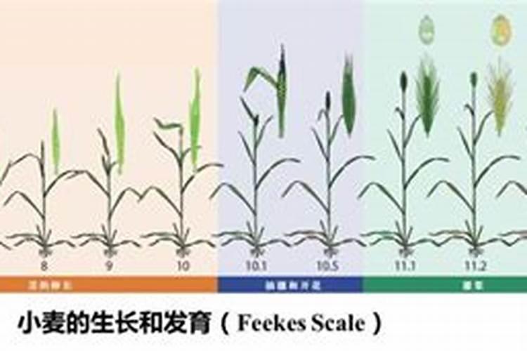 小麦生长的助推器：正确施用化肥的关键步骤
