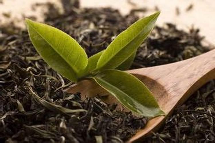 废茶叶可以做肥料吗？