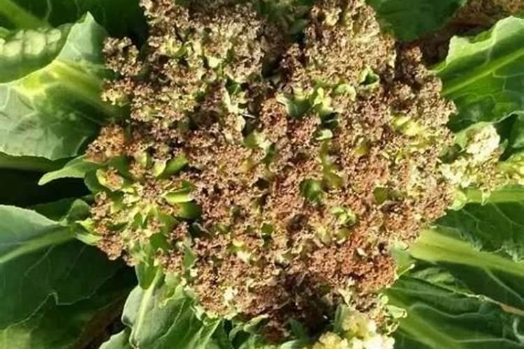 守护绿意盎然：策略指南预防花椰菜苗期碎倒病
