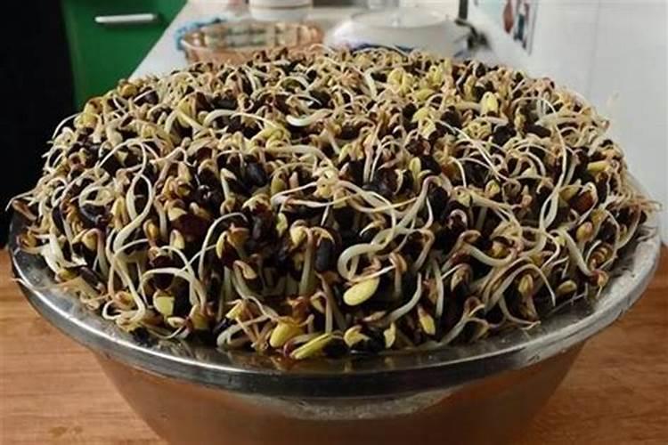 防止豆芽菜腐烂的方法