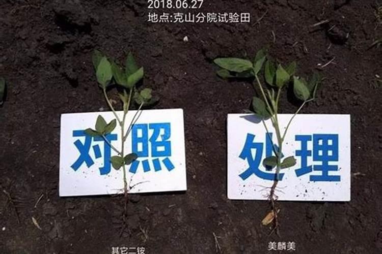 怎么给植物补磷肥效果好一点？