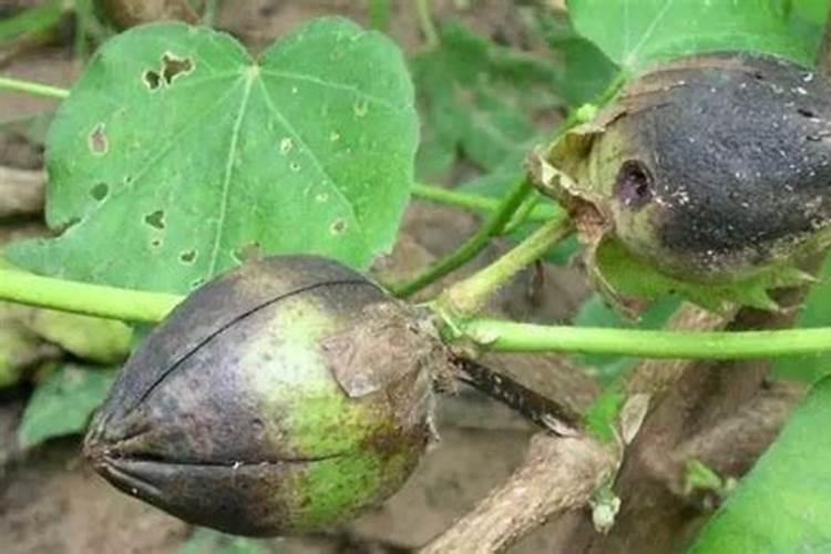 棉花棉铃软腐病的危害症状和防治农药有哪些？