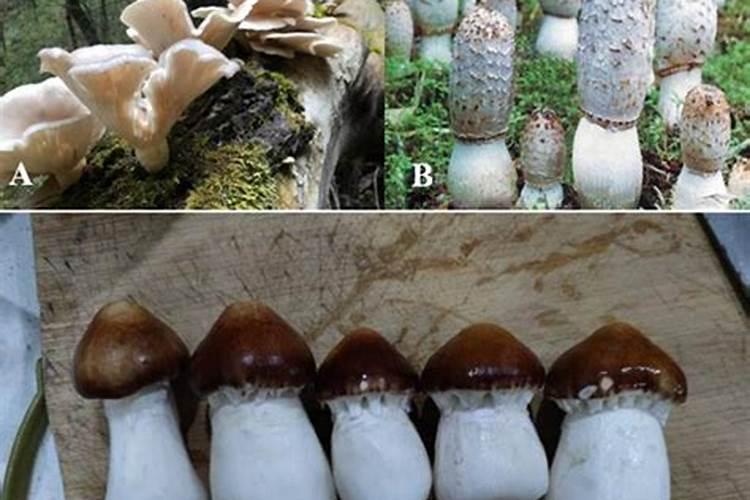 战胜平菇鬼伞：策略与实践