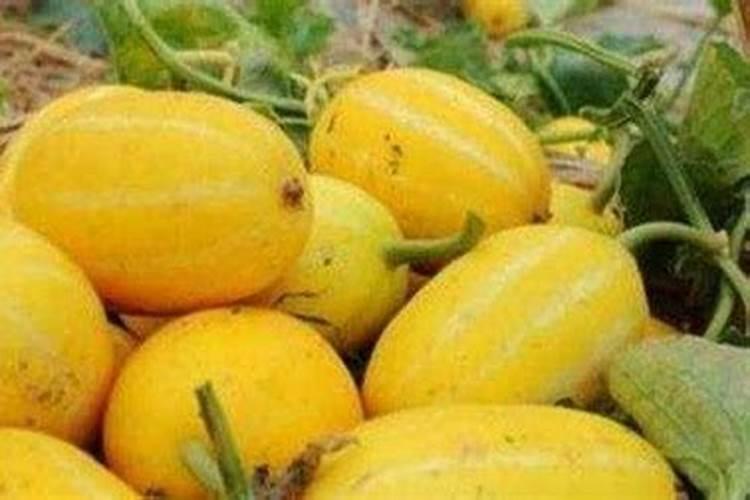 黄金瓜的种植技巧黄金瓜的种植方法和时间