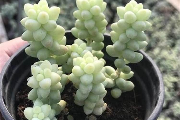 新玉缀多肉掉叶子什么原因？