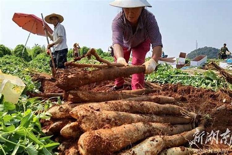 淮山药怎么种植？