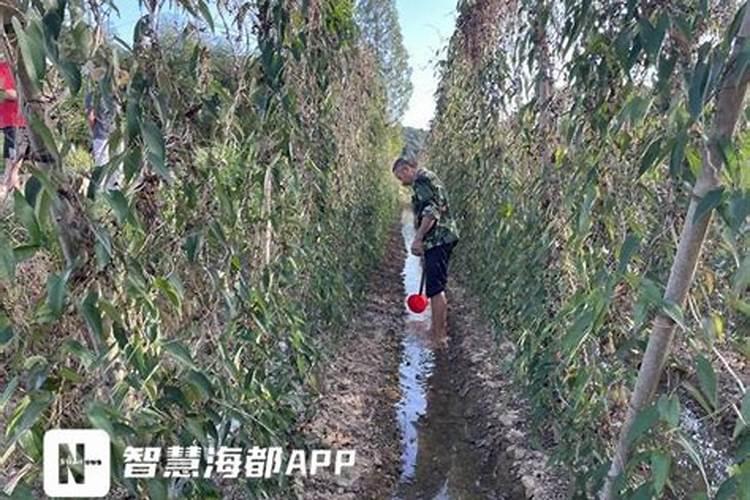 淮山如何种植