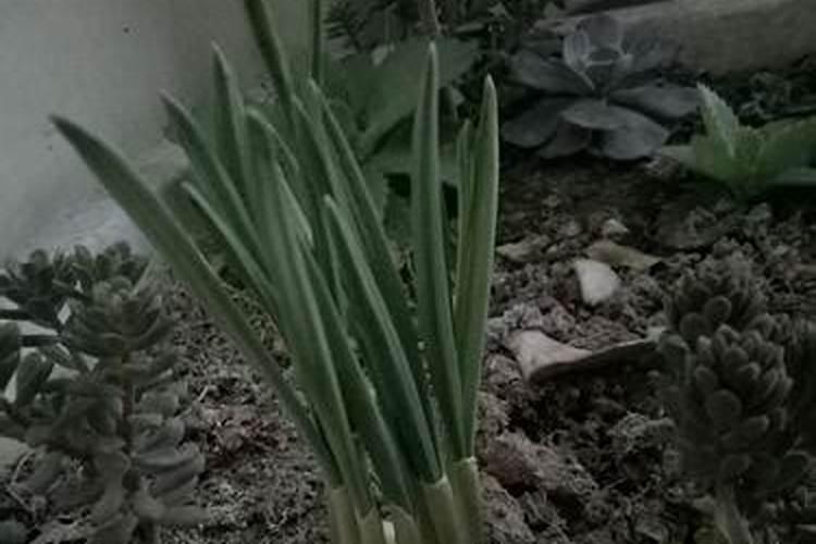 应对蒜苗发黄该咋办？