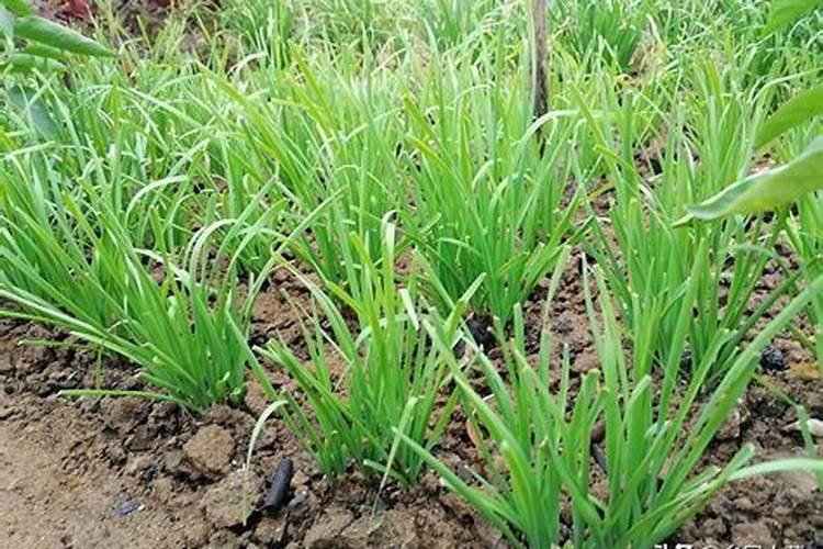 韭菜为什么要施用生物菌肥？